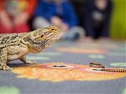 Warsztaty przyrodnicze z agamą brotatą. 10 maja 2017 r. Fot. Anita Kot