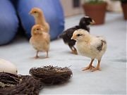 Kurczaczki, kaczuszki, króliczki - warsztaty przyrodnicze. Kwiecień 2018 r.