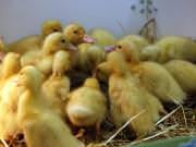 26 III 2014 r. - Zajęcia warsztatowye - Wielkanocne cudne pisklaki-kaczuszki i kurczaki - fotorelacja , img_1283